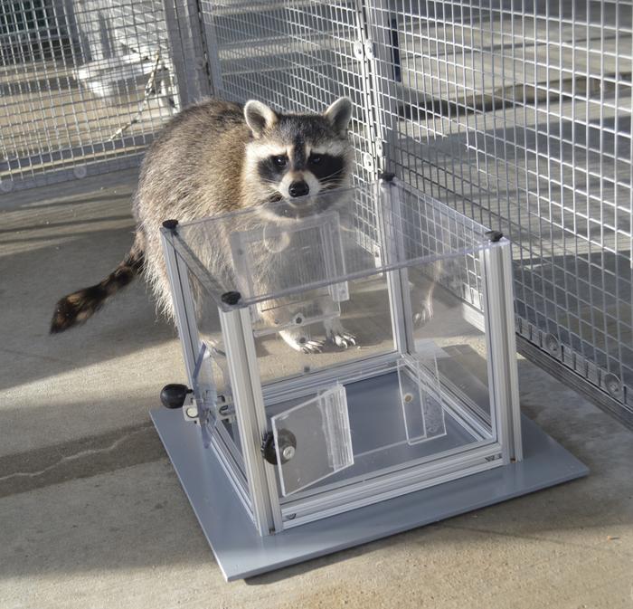 Raccoon interacting with puzzle box