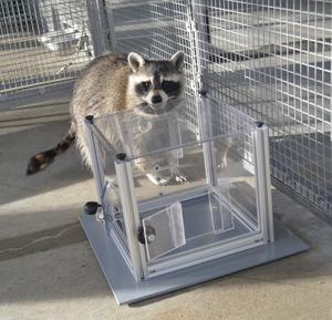 Raccoon interacting with puzzle box