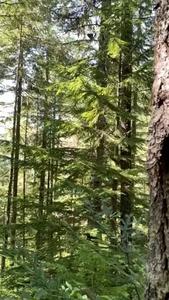 Spotted owl