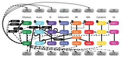 Scientists Identify Thousands of Plant Genes Activated by Ethylene Gas