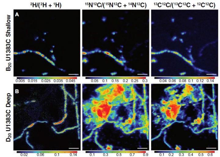 NanoSIMS images