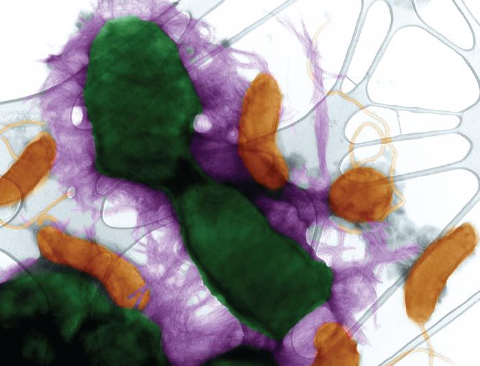 Molecular suit of armor
