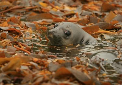 Southern Elephant Seal