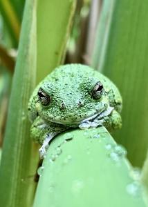 Adult gray tree frog