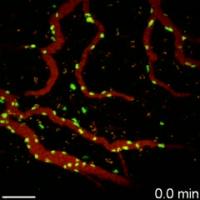 Real Time T-cell Movement