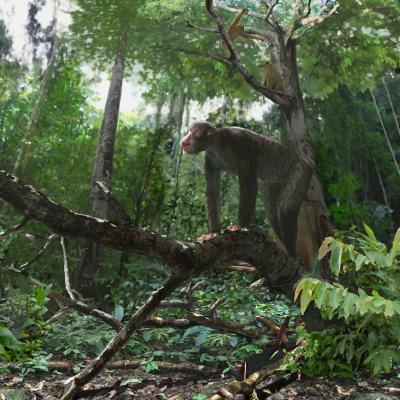 <I>Proconsul</I>