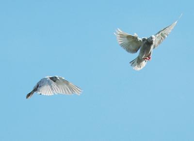 Homing Pigeons
