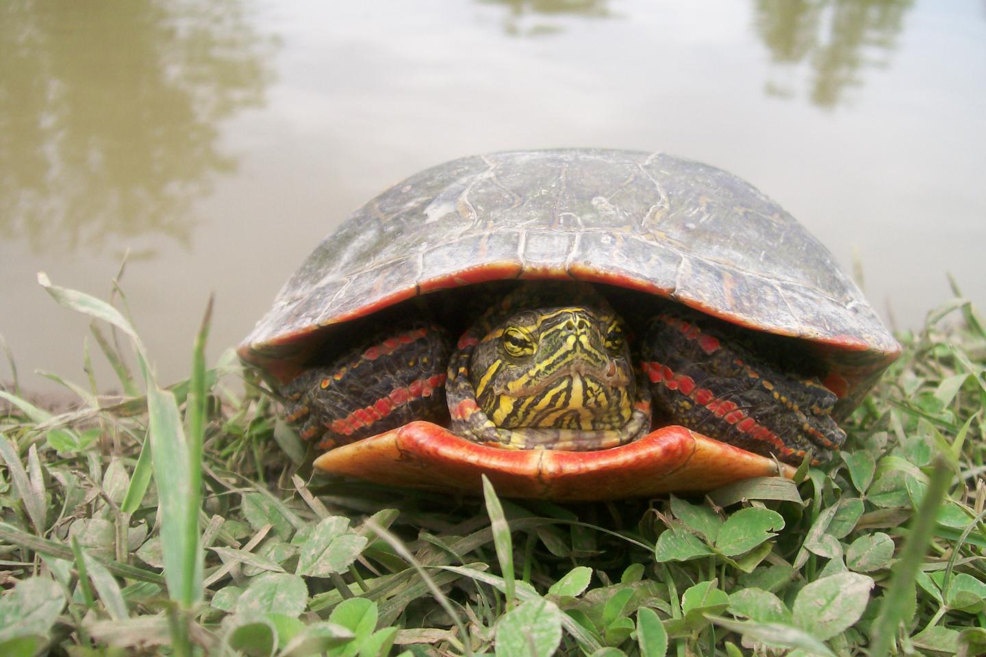 Painted Turtle