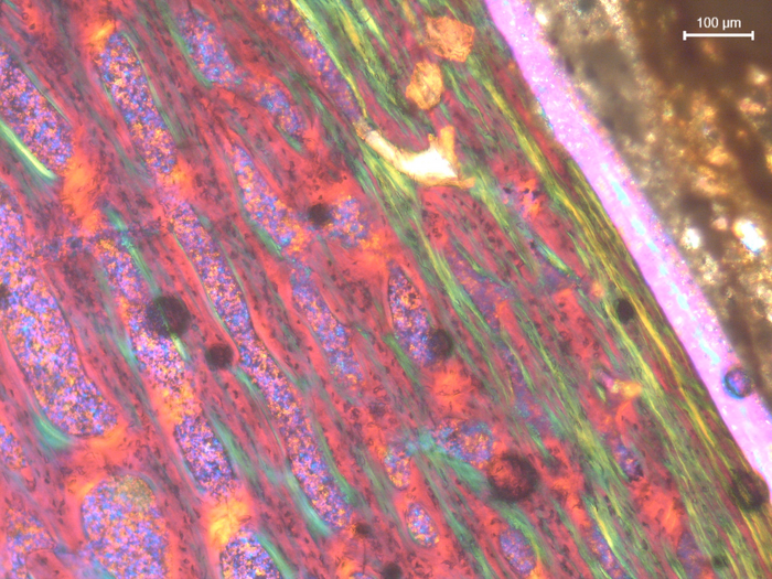 FMNH PR 5022_peri.jpg