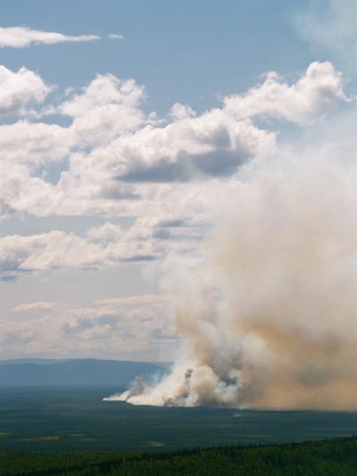 Forest Fire