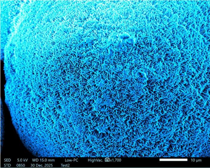 Aragonite crystals produced by the bacteria to protect metal surfaces from corrosive seawater salts