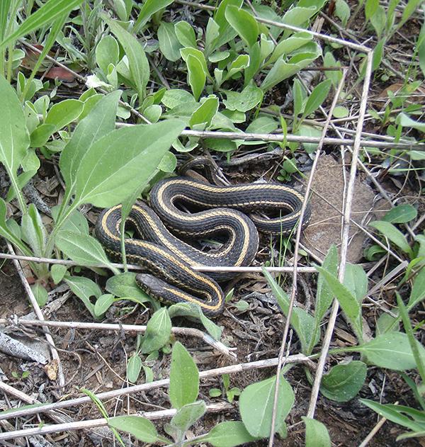 Snake