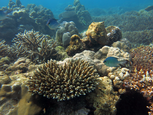 Recovering coral reef, Seychelles