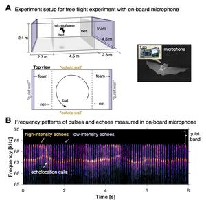 How Bats Respond to Artificial Echo Sounds