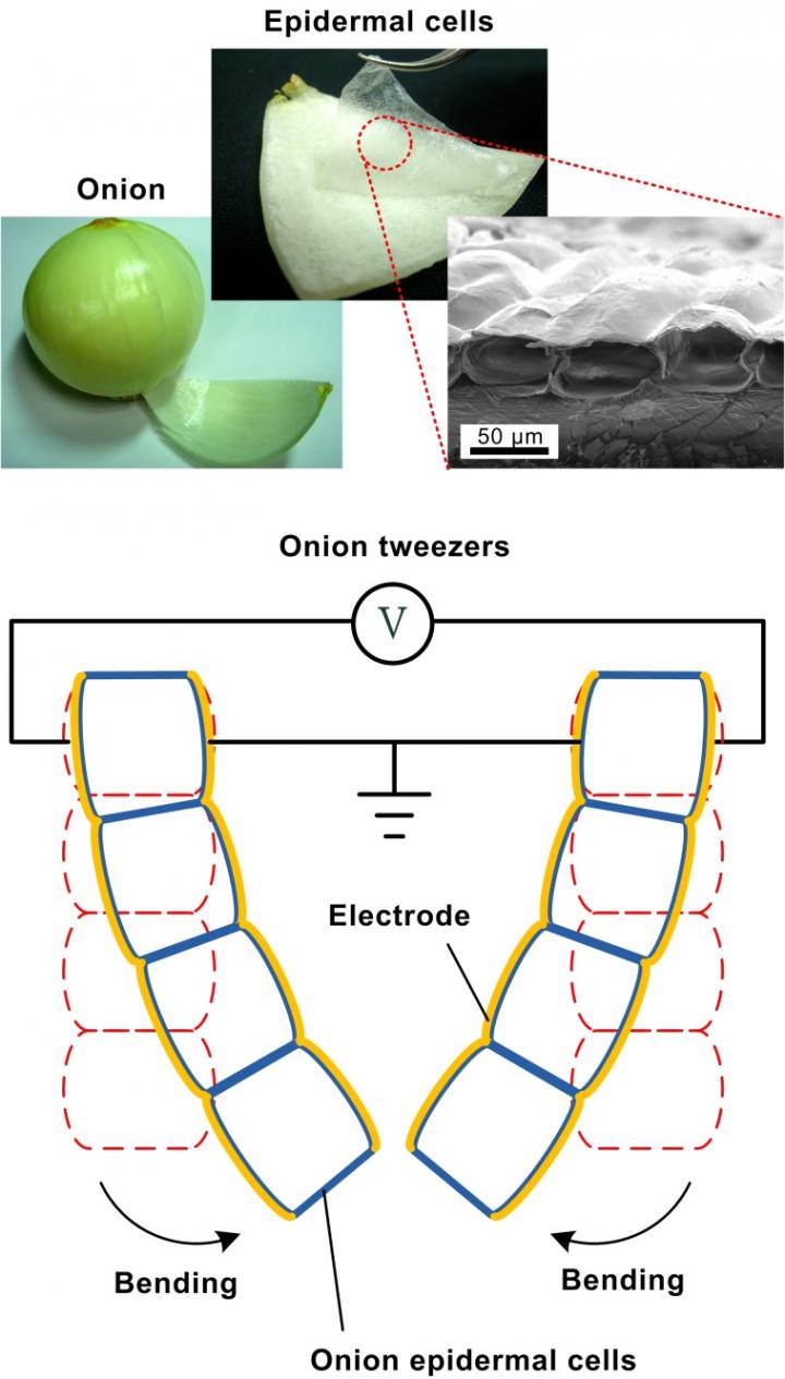 Onion artificial muscle