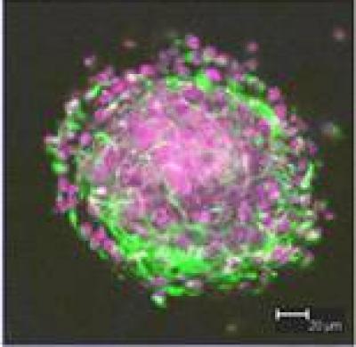 Neural Stem Cells