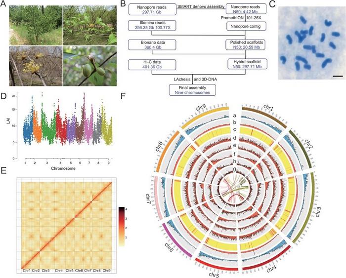 Genomic features of Cornus officinalis.