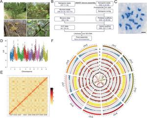 Genomic features of Cornus officinalis.