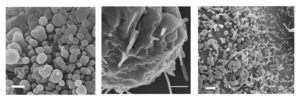Magnified view of three different types of small surface structures (blebs, ridges, and filopodia-like) on rounded CHO cells.