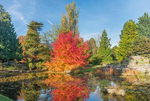 Liquidambar styraciflua at Cambridge University Botanic Garden