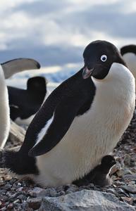 Adélie penguin