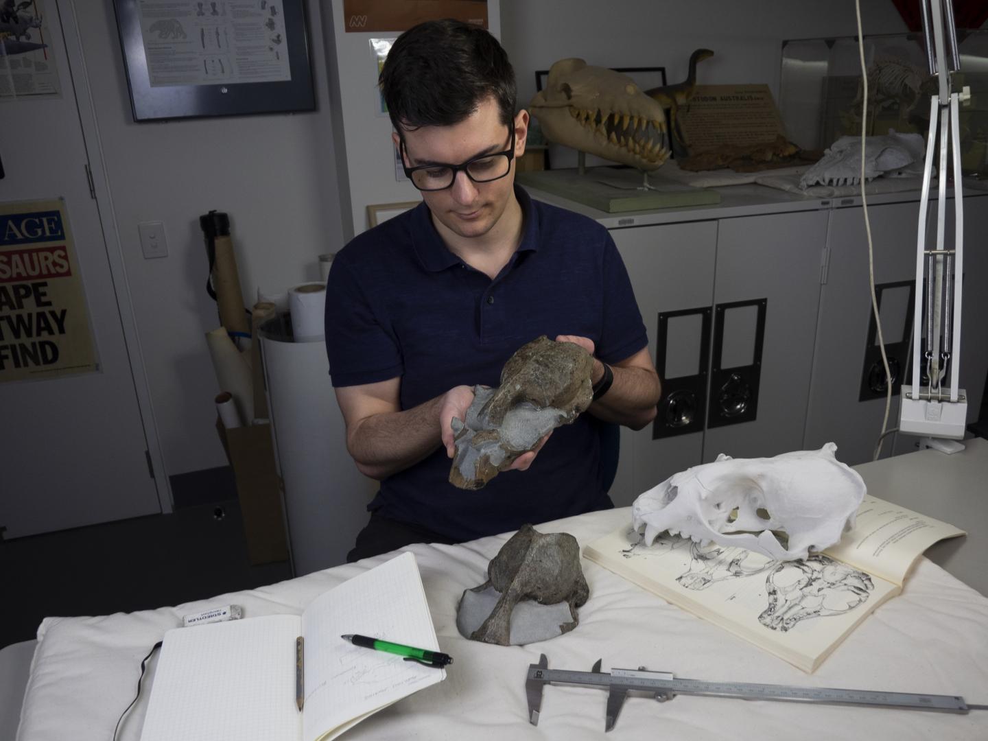 Monash University Paleontologist James Rule inspects the fossil skull of the newly identified monk seal species