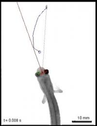 Salamander Missing The Fly