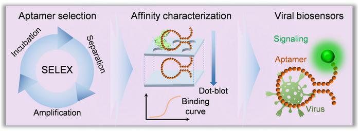 Recent advances in aptamer-based biosensors for viral detection