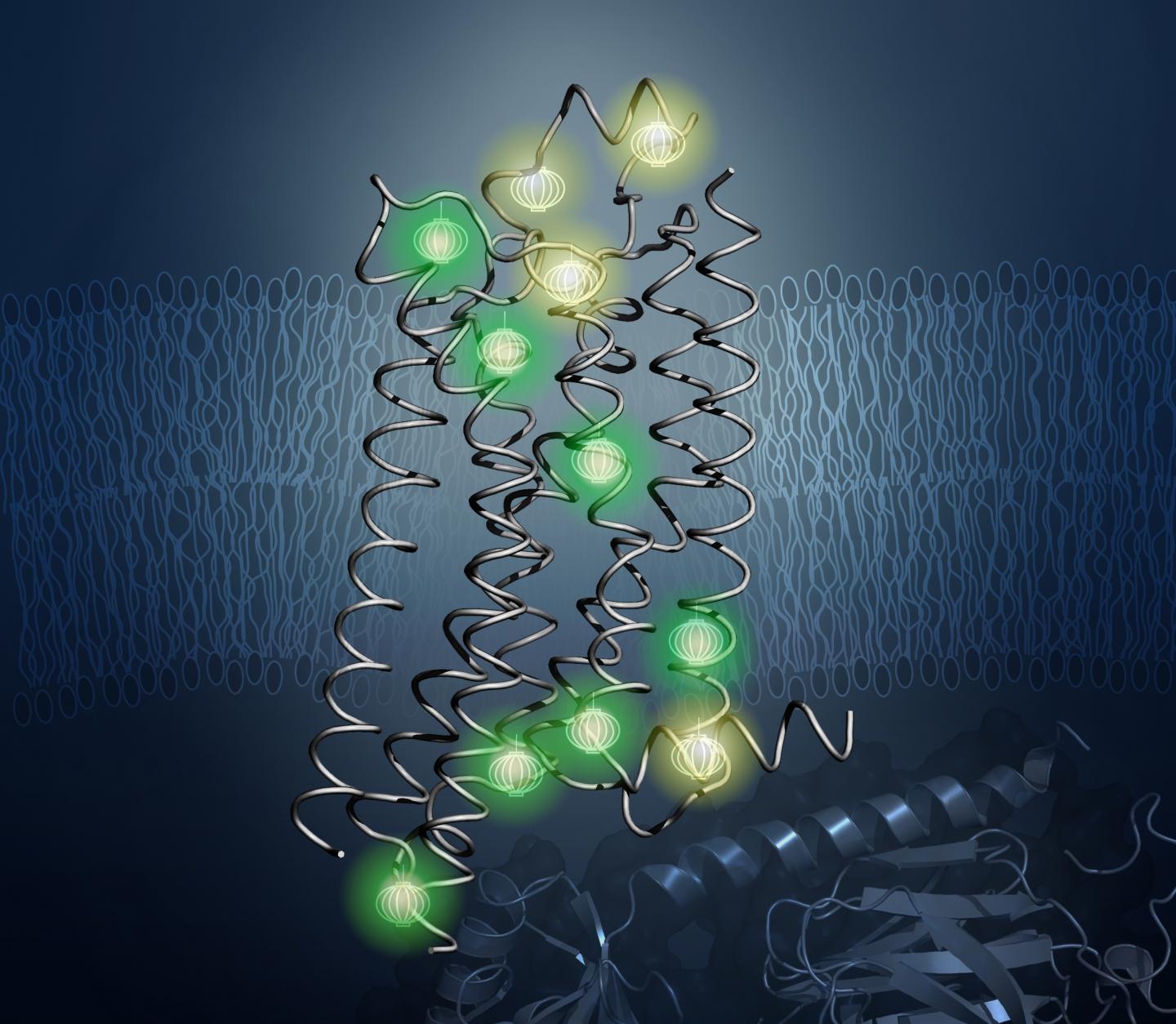 NMR Structure