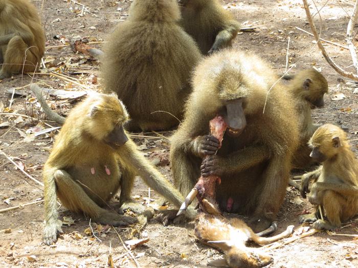 Guinea baboon meat-eating event.