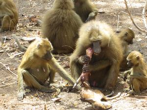 Guinea baboon meat-eating event.
