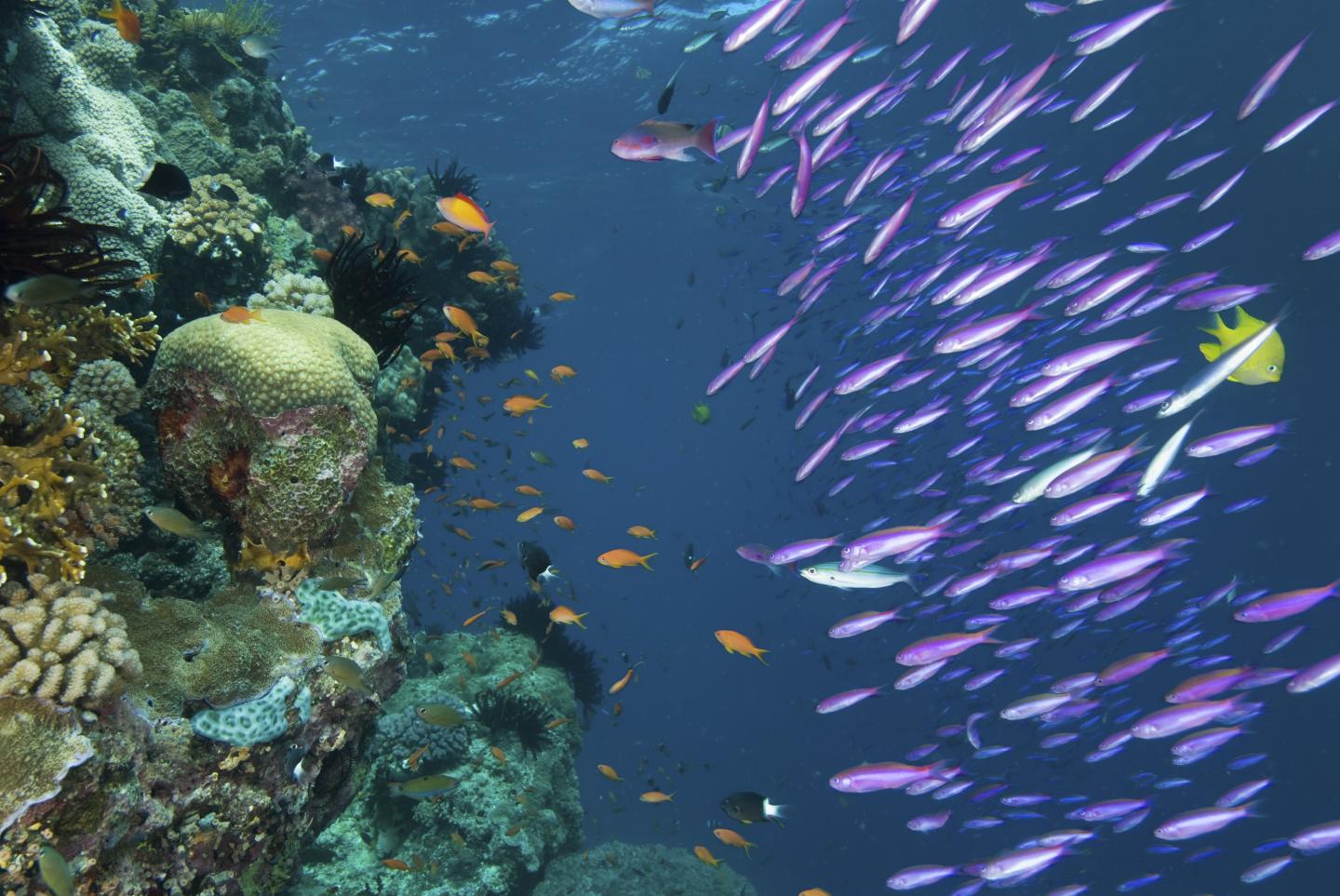Coral Reef