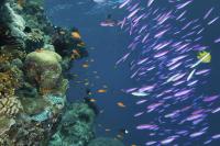 Coral Reef