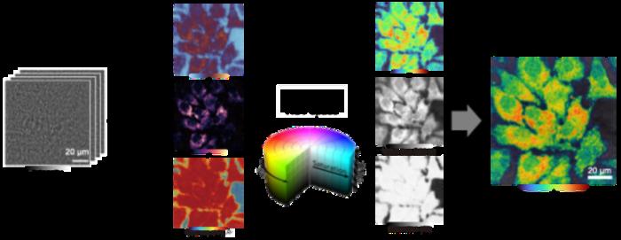 iSCAT spectral exponent mapping reveals label-free subcellular dynamics in living cells