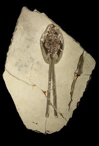 Fossil