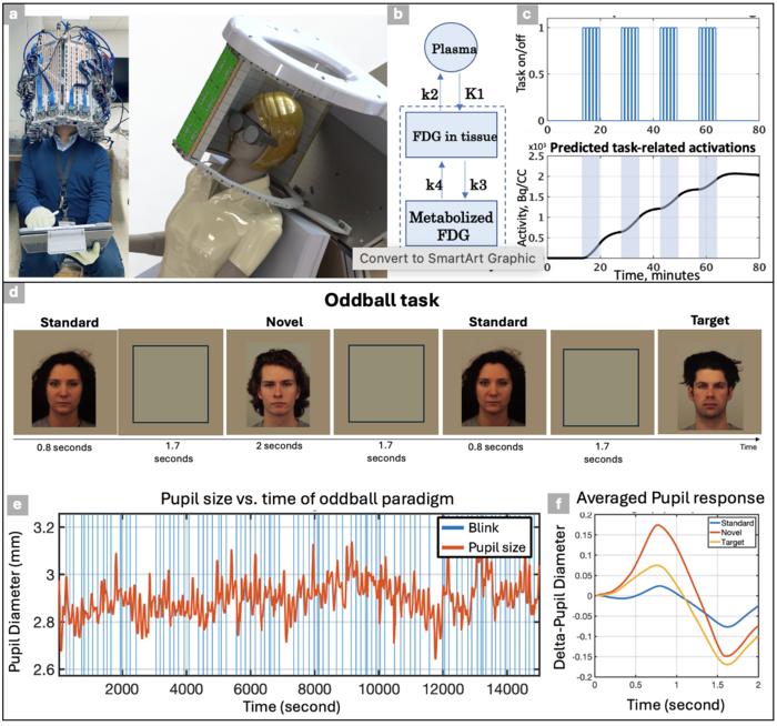 Overview of the MIf-PET system and example results from a visual oddball task in healthy and Alzheimer's disease participants.