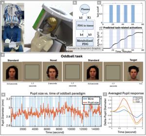 Overview of the MIf-PET system and example results from a visual oddball task in healthy and Alzheimer's disease participants.