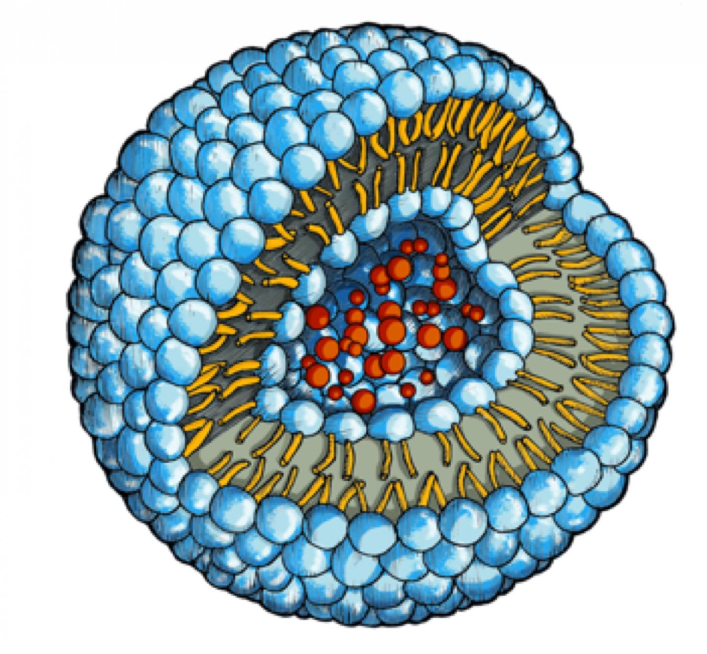 Drug Molecules within the Phospholipid Vesicle