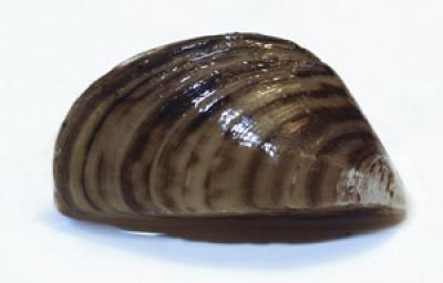 Mussel