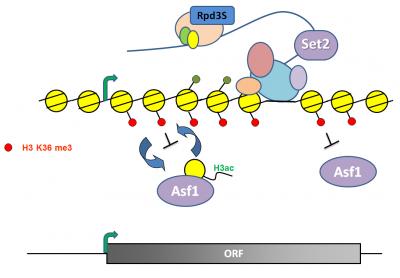 Histone Reshuffle
