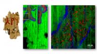 X-ray fluorescence maps of a papyrus fragment