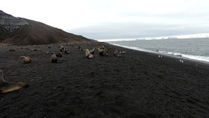 The Antarctic fur seal