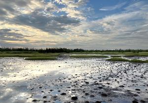 Yandina Creek wetland, Queensland, Australia.