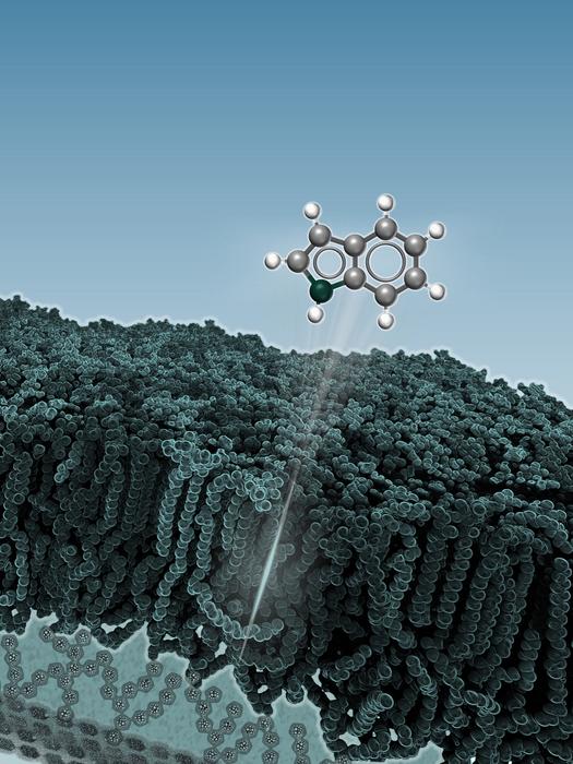 UMass Amherst pairs high-throughput screening with an AI model (MycoPermeNet) to speed tuberculosis drug discovery