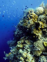A Shoal of Reef Fish Drift Feeds beside a Coral Wall in Sulawesi, Indonesia