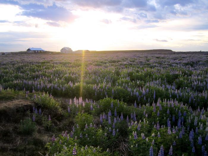Nitrogen-fixing lupines