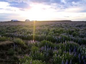 Nitrogen-fixing lupines
