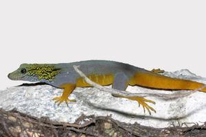 Psychedelic rock gecko
