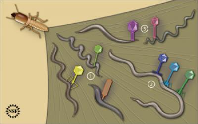 Virus-bacterium Associations Were Examined in the Natural Environment of a Termite's Hindgut