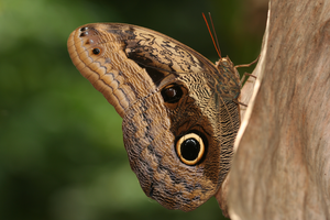 Butterfly_1